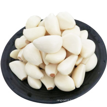 High quality wholesale garlic price fresh garlic